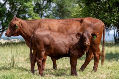 1+1X SANTA GERTRUDIS CHRISTEN FEMALE INDRUK SANTA GERTRUDIS