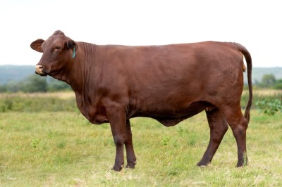 1X SANTA GERTRUDIS DITA FEMALE INDRUK SANTA GERTRUDIS