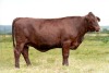 1X SANTA GERTRUDIS EVELYN FEMALE INDRUK SANTA GERTRUDIS