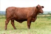 1X SANTA GERTRUDIS DANIELLE COMMERCIAL FEMALE INDRUK SANTA GERTRUDIS