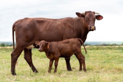 1+1X SANTA GERTRUDIS HN200066 FEMALE INDRUK SANTA GERTRUDIS