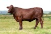 1X SANTA GERTRUDIS LILLY FEMALE INDRUK SANTA GERTRUDIS