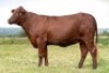 1X SANTA GERTRUDIS LINDA FEMALE INDRUK SANTA GERTRUDIS