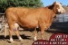 1X SIMMENTALER Danster (AI) FEMALE TOVERBERG - 2