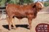 1X SIMMENTALER Norval MS Blume 34 (AI) FEMALE TOVERBERG - 2