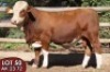 1X SIMMENTALER AK2372 (ET) MALE TOVERBERG