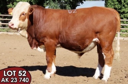 1X SIMMENTALER AK23740 (ET) MALE TOVERBERG