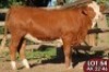 1X SIMMENTALER Marda (AI) FEMALE TOVERBERG
