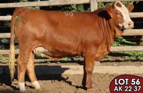 1X SIMMENTALER Jana (TW) FEMALE TOVERBERG