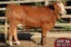 1X SIMMENTALER Jana (TW) FEMALE TOVERBERG