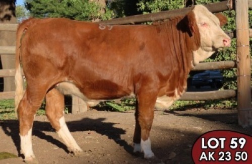 1X SIMMENTALER Rennie (AI) FEMALE TOVERBERG
