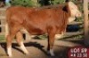 1X SIMMENTALER Rennie (AI) FEMALE TOVERBERG