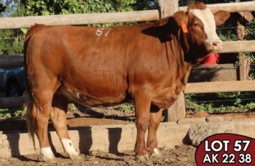 1X SIMMENTALER Blom (TW) FEMALE TOVERBERG