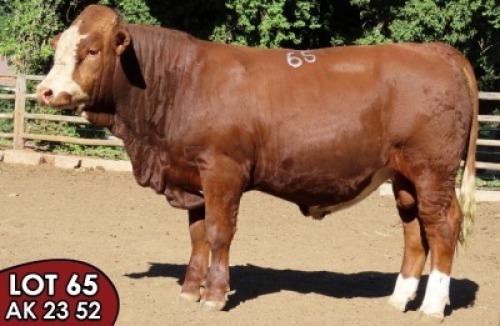 1X SIMMENTALER Hantam (AI) MALE TOVERBERG