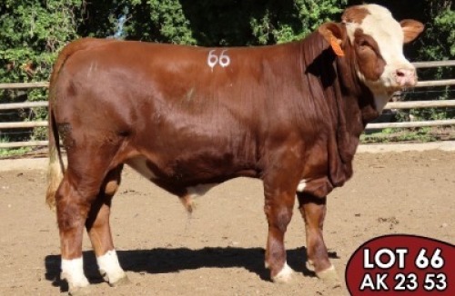 1X SIMMENTALER Bosveld MALE TOVERBERG