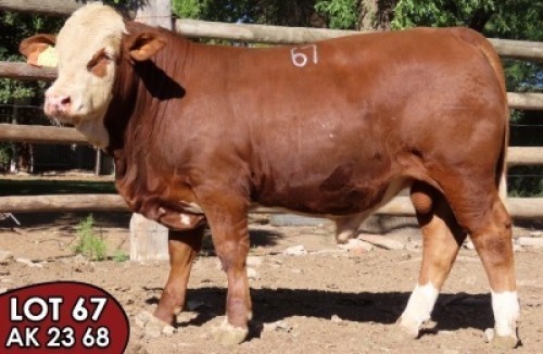 1X SIMMENTALER AK2368 (ET) MALE TOVERBERG