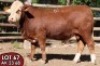 1X SIMMENTALER AK2368 (ET) MALE TOVERBERG