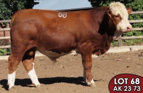 1X SIMMENTALER AK2373 (ET) MALE TOVERBERG