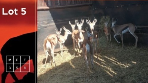 9X Springbokke M:3 V/F:6 Bushveld Springbuck Breeders (Per Piece to take the lot/Per stuk om lot te neem)