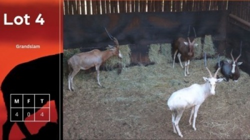 4X Blesbokke M:4 FJ Furstenburg (Per Piece to take the lot/Per stuk om lot te neem)