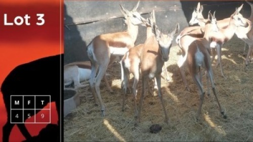 9X Springbokke M:4 V/F:5 Bushveld Springbuck Breeders (Per Piece to take the lot/Per stuk om lot te neem)