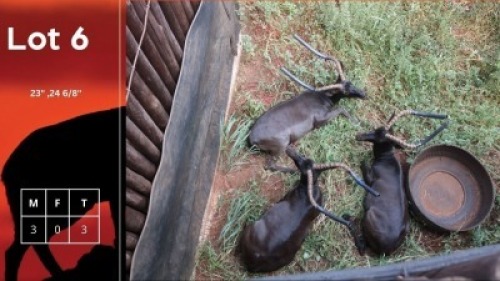 3X Swart Rooibokke M:3 Anelbri (Pty) Ltd (Per Piece to take the lot/Per stuk om lot te neem)