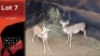 2X White Flank M:2 Anelbri (Pty) Ltd (Per Piece to take the lot/Per stuk om lot te neem)