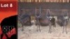 4X Swart Rooibokke M:4 Vtv Bemarking (Pty) Ltd (Per Piece to take the lot/Per stuk om lot te neem)