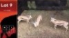 3X Springbokke M:3 Vtv Bemarking (Pty) Ltd (Per Piece to take the lot/Per stuk om lot te neem)