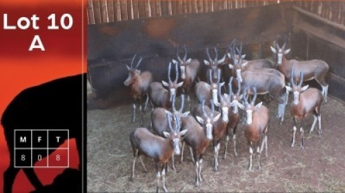 8X Blesbokke HM Steenkamp (Per Piece to take the lot/Per stuk om lot te neem)