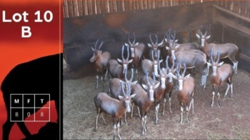 8X Blesbokke HM Steenkamp (Per Piece to take the lot/Per stuk om lot te neem)