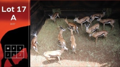 2X Springbokke M:2 Pretoria Wildlife Service (Pty) Ltd (Per Piece to take the lot/Per stuk om lot te neem)