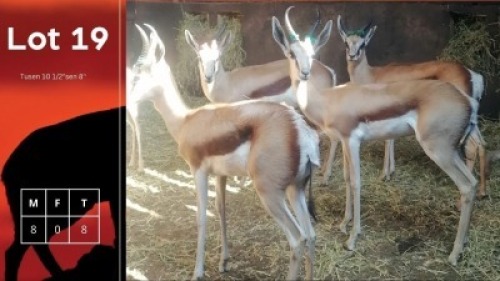 8X Springbokke M:8 Pretoria Wildlife Service (Pty) Ltd (Per Piece to take the lot/Per stuk om lot te neem)