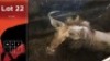 1X Gouewildebees M:1 Vtv Bemarking (Pty) Ltd
