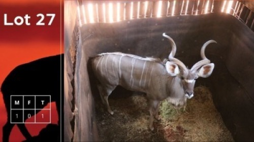 1X Koedoe M:1 Vtv Bemarking (Pty) Ltd