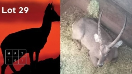 1X Waterbok M:1 Dawie Snyman