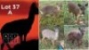 2X Blouduiker M:1 V/F:1 CC Marais (Per Piece to take the lot/Per stuk om lot te neem)