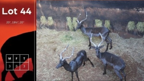 3X Swart Rooibokke M:3 Hoewe4Amarossa (Pty) Ltd (Per Piece to take the lot/Per stuk om lot te neem)