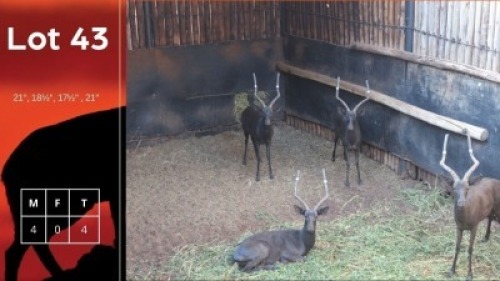 4X Swart Rooibokke M:4 Hoewe4Amarossa (Pty) Ltd (Per Piece to take the lot/Per stuk om lot te neem)