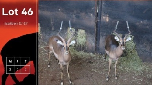 2X Saddleback Rooibokke M:2 Franelja Boerdery (Per Piece to take the lot/Per stuk om lot te neem)