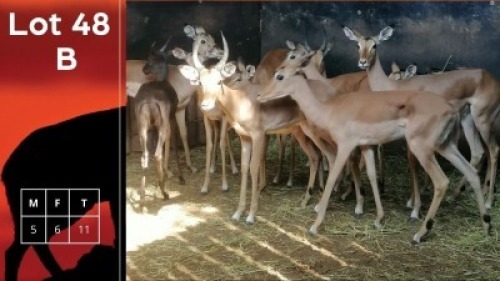 11X Rooibokke M:5 V/F:6 Kameelhoek Game Ranch (Pty) Ltd & Birkin Vervoer (Pty) Ltd (Per Piece to take the lot/Per stuk om lot te neem)
