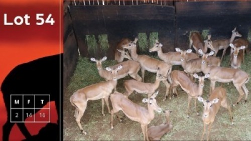 16X Rooibokke M:2 V/F:14 Kameelhoek Game Ranch (Pty) Ltd (Per Piece to take the lot/Per stuk om lot te neem)