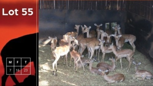 23X Rooibokke M:7 V/F:16 Kameelhoek Game Ranch (Pty) Ltd (Per Piece to take the lot/Per stuk om lot te neem)