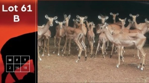18X Rooibokke M:2 V/F:16 TWS & Bharoeg Wildlife Services (Per Piece to take the lot/Per stuk om lot te neem)