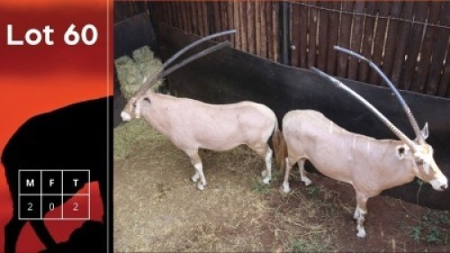 2X Goue Gemsbokke M:2 Vtv Bemarking (Pty) Ltd (Per Piece to take the lot/Per stuk om lot te neem)