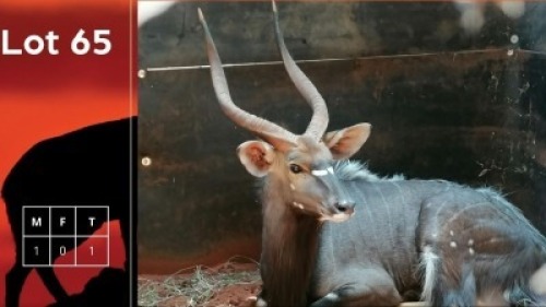 1X Njala M:1 Koos Venter