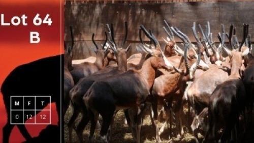 12X Blesbokke V/F:12 HM Steenkamp (Per Piece to take the lot/Per stuk om lot te neem)