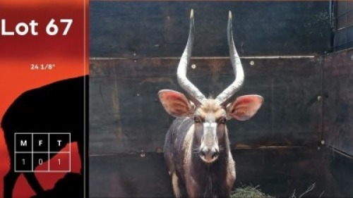 1X Njala M:1 Herma Jacobos