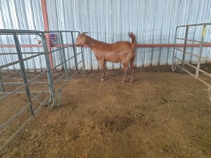 LOT  65 -  1X (F) KALAHARI RED  JAN SQUARE FARMING/JAN BEUKES