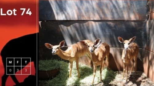 3X Njala V/F:3 Wesvoere (Per Piece to take the lot/Per stuk om lot te neem)